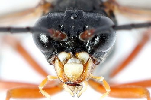 Tenthredo sp.